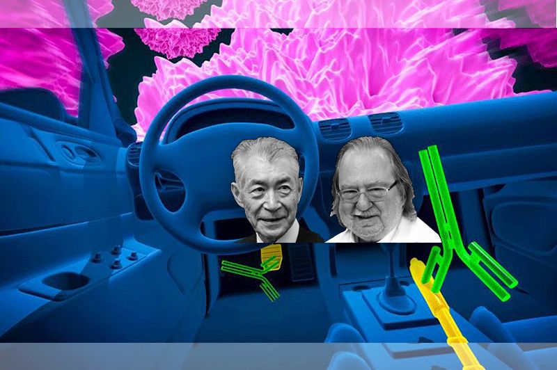 2018 nobel tip odulu kanser immunoterapi allison tasuku honjo 55433