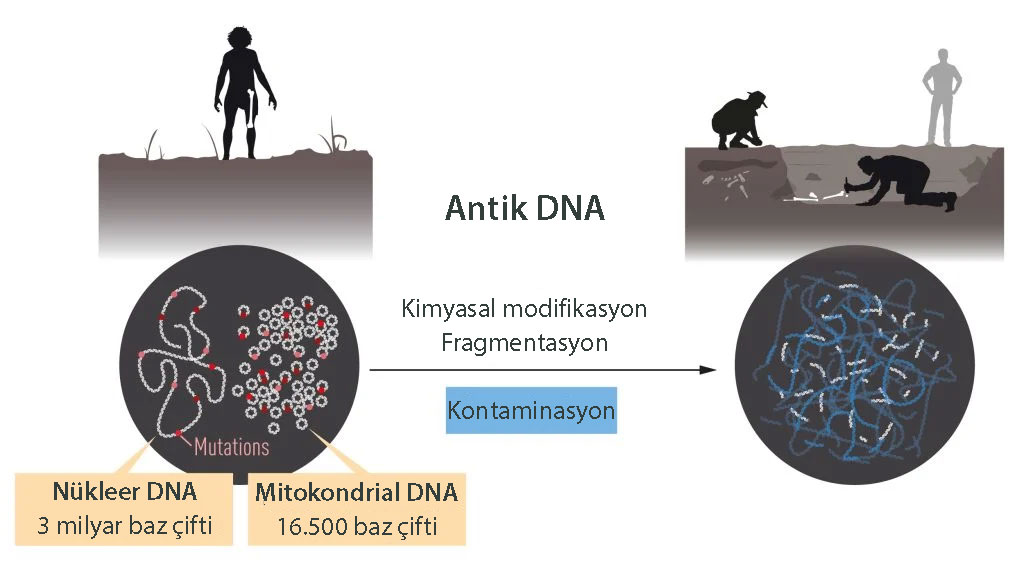 Nobelpreis für Medizin 2022: Sequenzierung und Isolierung alter DNA