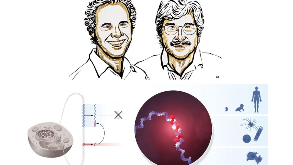2024-cü il Nobel Tibb Mükafatı mikroRNA-nın kəşfinə və genlərin tənzimlənməsindəki roluna görə verildi