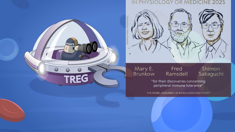 2025 Nobel Tıp Ödülü İmmün Tolerans Keşfi ile Mary E Brunkow Fred Ramsdell ve Shimon Sakaguchi