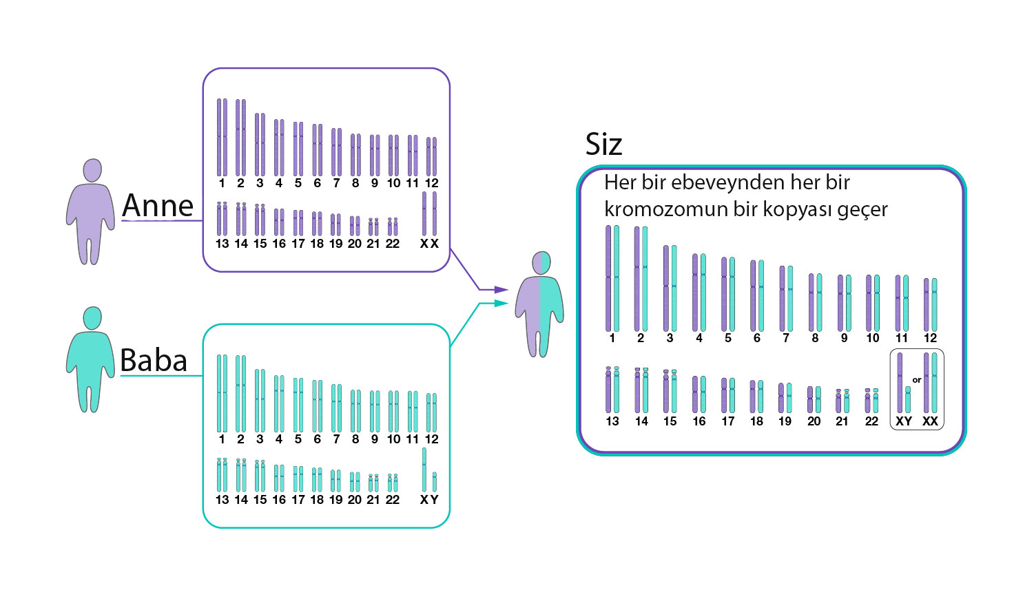23 chromosome pairs: diploidy and inheritance from mother and father