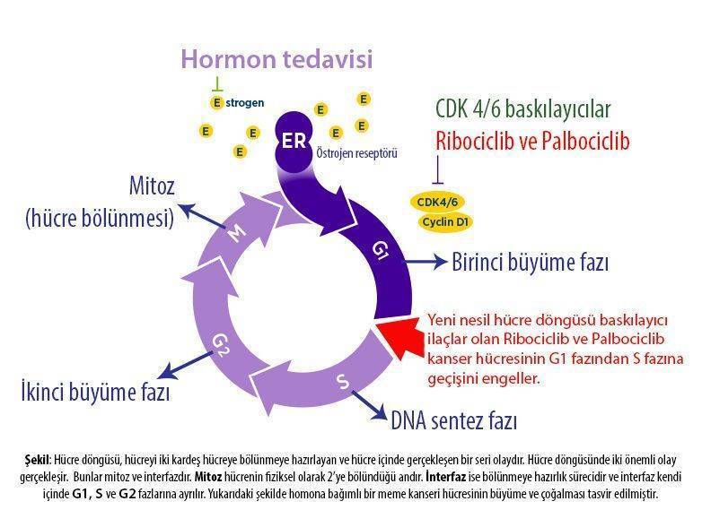 4 evre metastazli meme kanseri hormon pozitif yeni tedavi ribosiklib ribociclib kisquali palbocicli