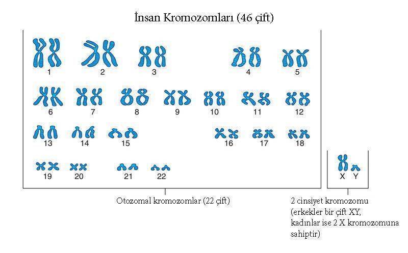 46 cift insan kromozomu 342245