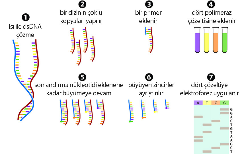 What is the Sanger sequencing method? 7 steps