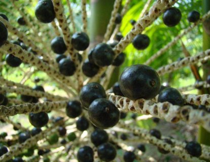Acai üzümü nedir? Kanser tedavisinde bir yeri var mı?