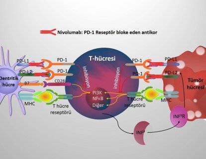 Akciğer kanseri tedavisinde bir tür aşı niteliğinde olan yeni ilaç nivolumab-Opdivo fark yarattı