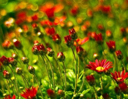 Akut miyeloid lösemi tedavisi için lipozomal ilaç Vyxeos FDA onayı aldı