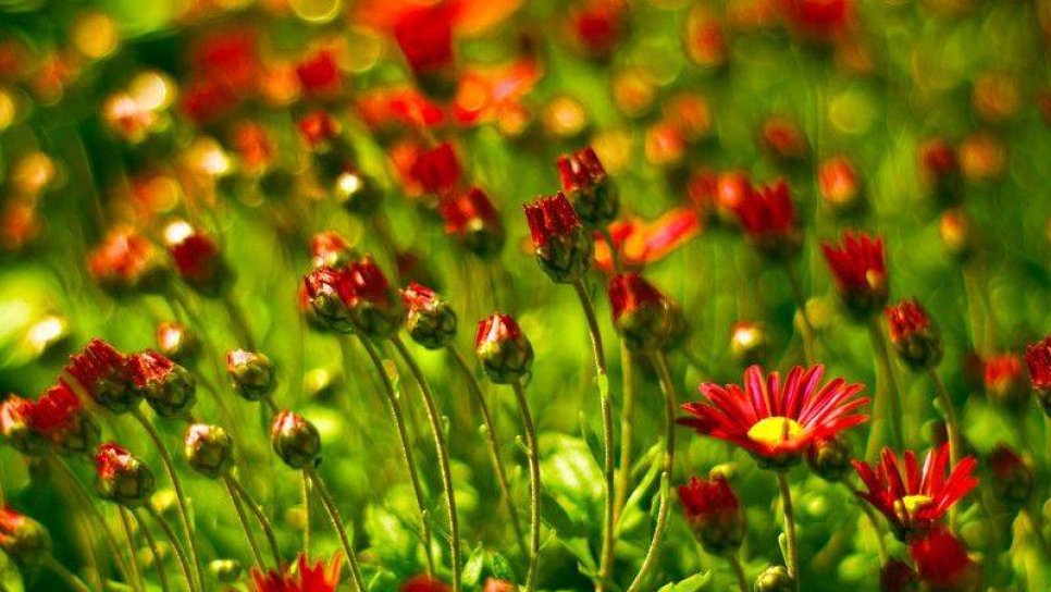 Akut miyeloid lösemi tedavisi için lipozomal ilaç Vyxeos FDA onayı aldı