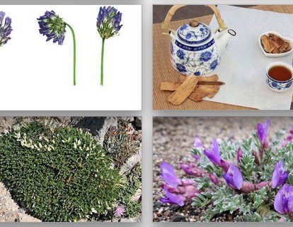 Geven otu Astragalus ve tıbbi etkileri