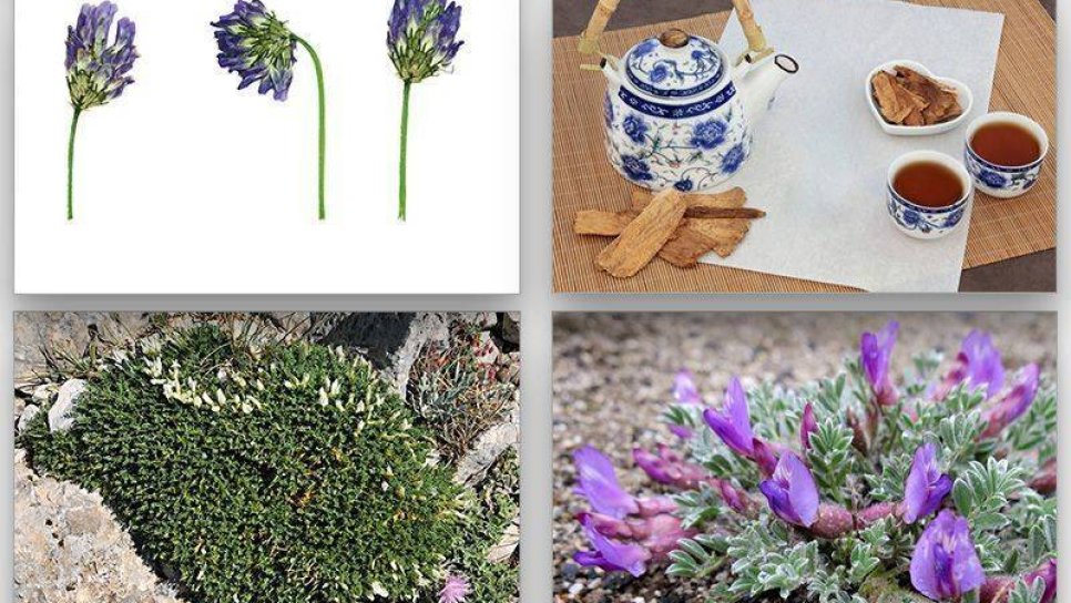 Geven otu Astragalus ve tıbbi etkileri