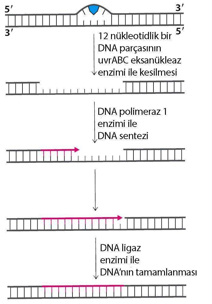 Aziz Sancar Nobel odulu DNA onarim nukleotid eksizyon tamir sistemi mekanizmasi 865527