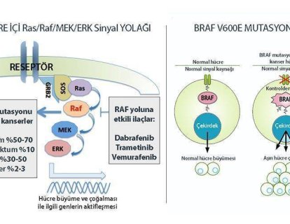BRAF mutasyonu nedir? Hangi kanserlerde BRAF pozitifliği görülür?