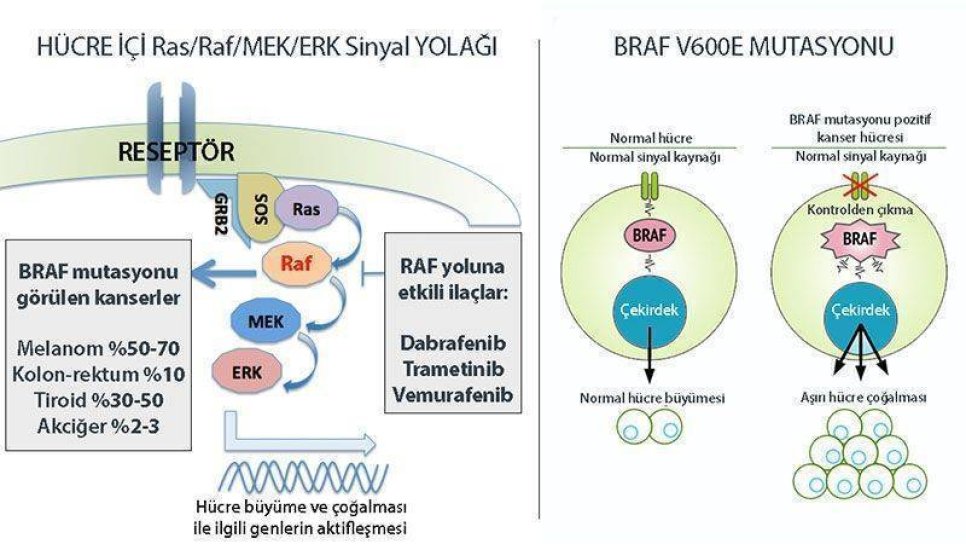 BRAF mutasyonu nedir? Hangi kanserlerde BRAF pozitifliği görülür?