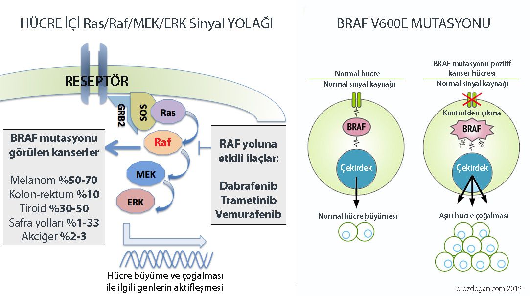 BRAF v600e mutasyonu safra yolu kanserleri 46555