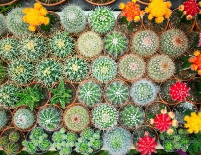 Bağırsak florasındaki çeşitlilik İmmunoterapilerin etkinliğini artırabilir