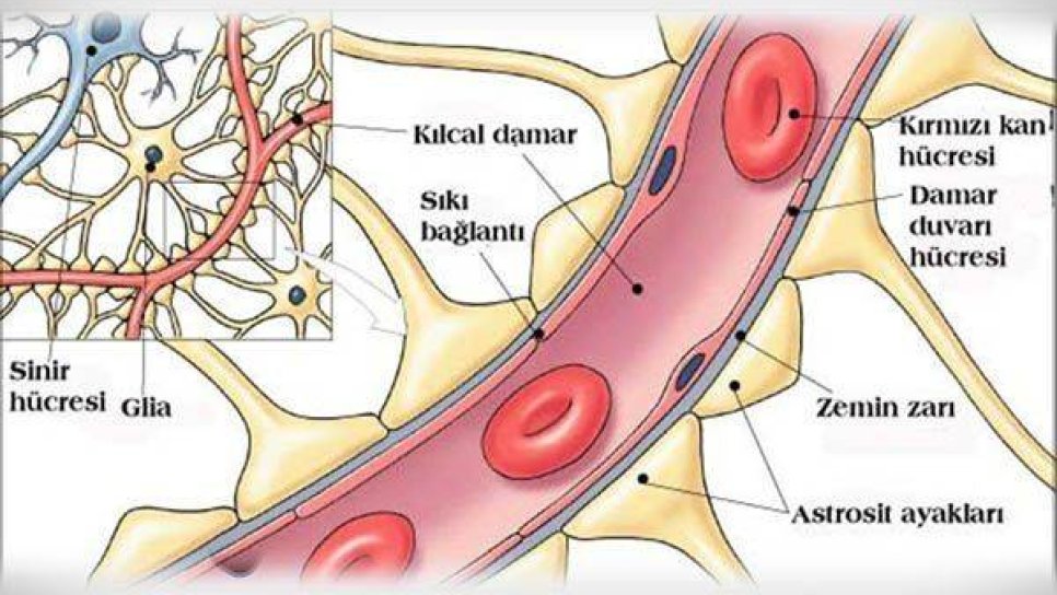 Beyin Kanserli Hastalarda Tümörün, Kan-Beyin Bariyerini Nasıl Aktifleştirdiği Bulundu