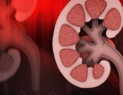 Böbreklerde Keşfedilen Sirkadyen Saat, İlaç Atılımını Düzenliyor