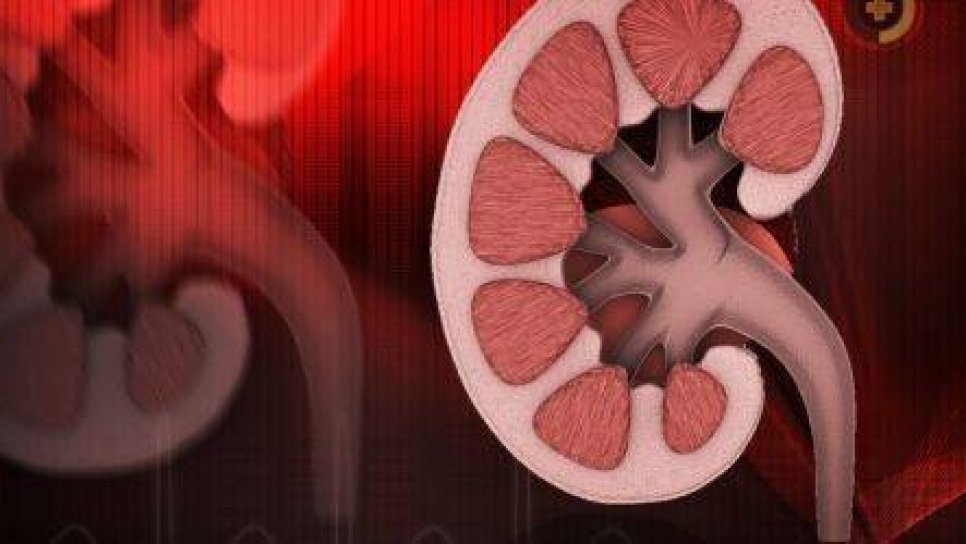Böbreklerde Keşfedilen Sirkadyen Saat, İlaç Atılımını Düzenliyor