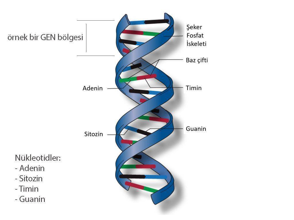 DNA nedir cift sarmal baz ciftleri adenin sitozin guanin timin nukleotidleri 241113