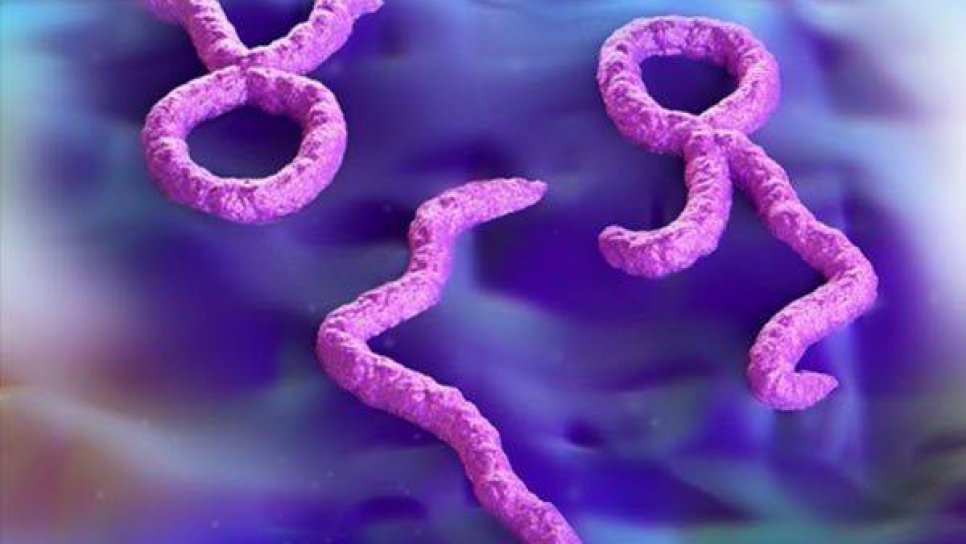 Ebola Virüsünden Ne Kadar Korkmalıyız?