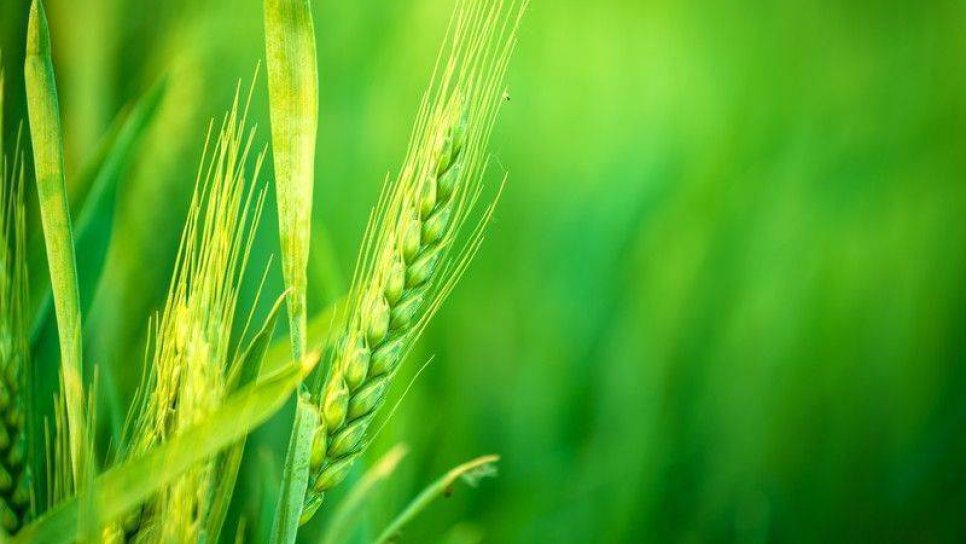 Erken Evre Prostat Kanserinde Ameliyat, Aktif Takipten Daha İyi Değil