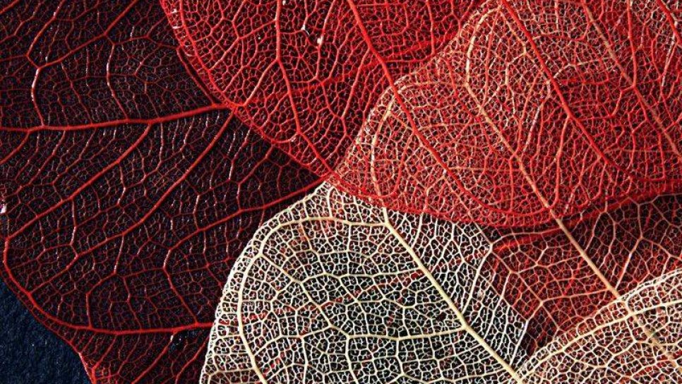 Graft Versus Host Hastalığı Nedir ve Nasıl Tedavi Edilir?