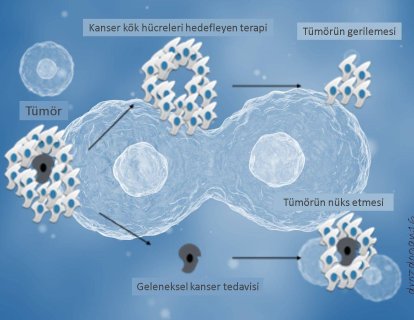 Hem kanserin nedeni hem tedaviye giden yol: Kanser Kök Hücreleri