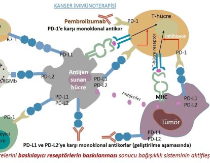 İmmün Kontrol Noktası İnhibitörü Pembrolizumab (Keytruda) 13 Kanser Türünde Etkili