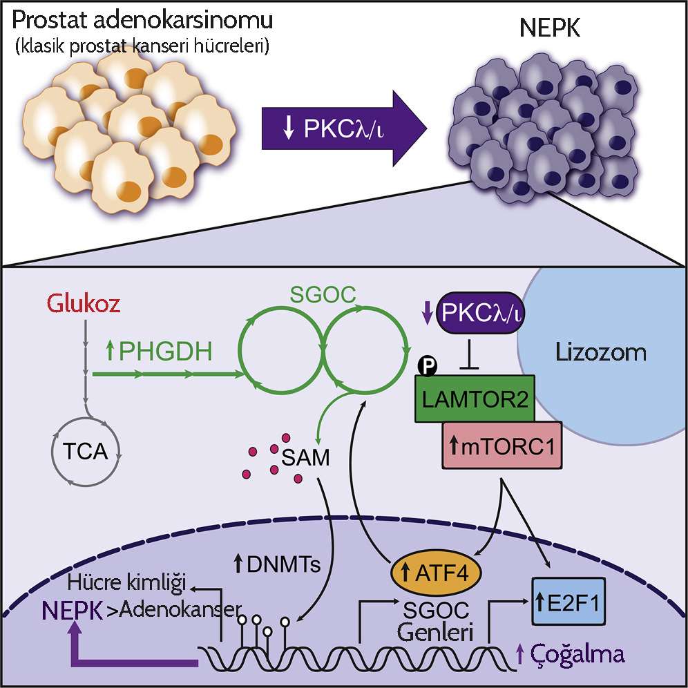 Increased Serine and One Carbon Pathway Metabolism by PKC Deficiency Promotes Neuroendocrine Prost