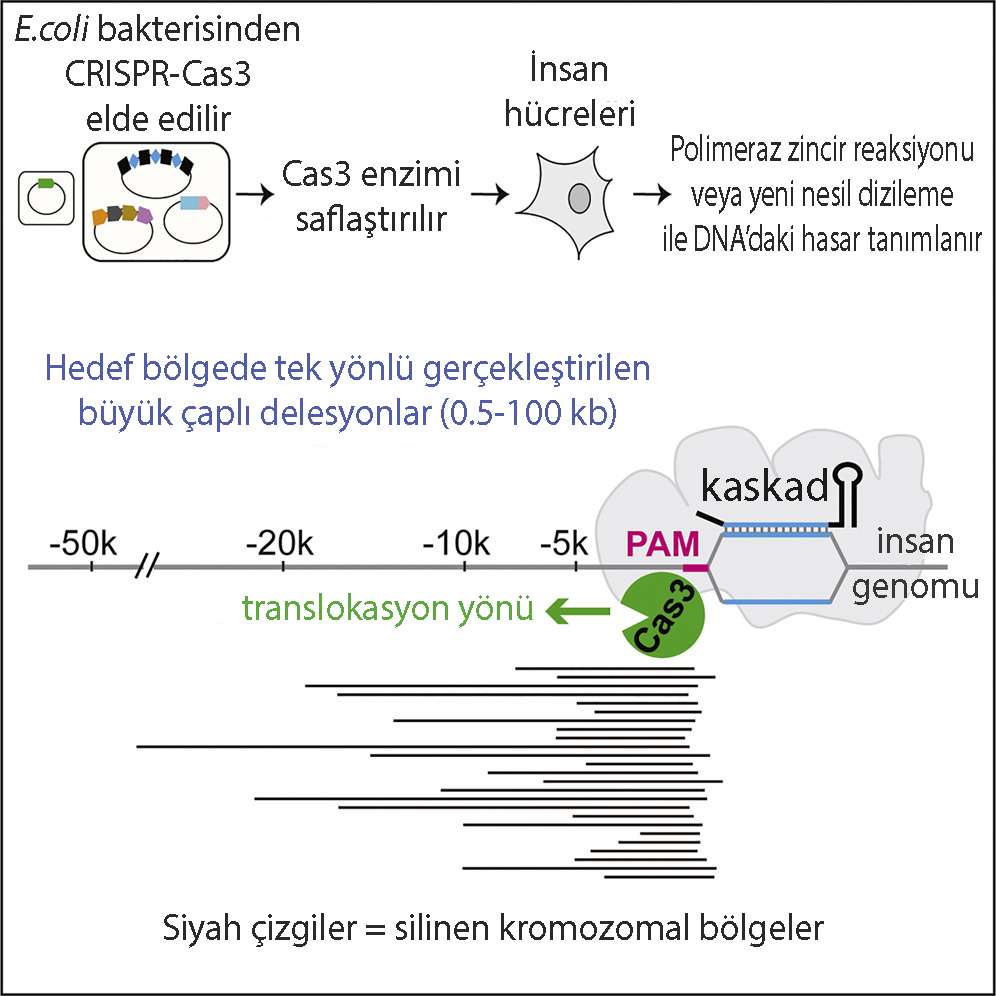Introducing a Spectrum of Long Range Genomic Deletions in Human Embryonic Stem Cells Using CRISPR C