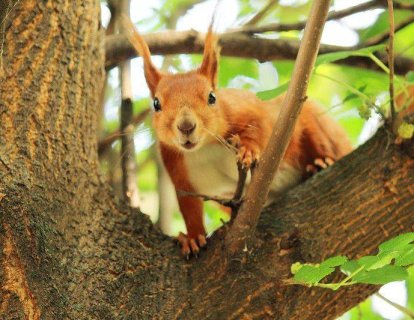 Kabuklu kuruyemiş tüketimi kolon kanseri tekrarlama riskini azaltıyor olabilir