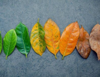 Kalori Kısıtlaması Yaşam Süresini Uzatıyor! Peki Nasıl?