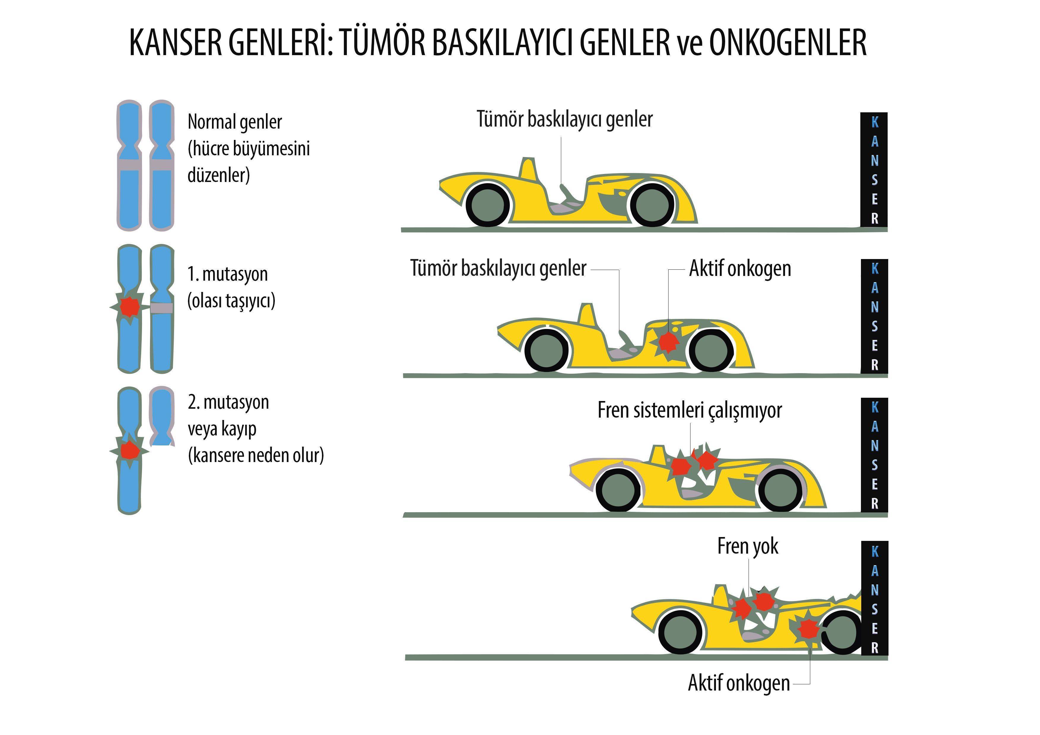 Kanser genleri 293889