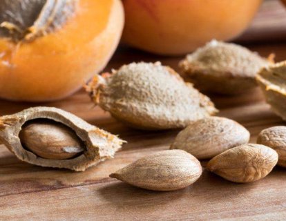 Kayısı çekirdeği ile kanserini tedavi etmeye çalışan hasta zehirlendi