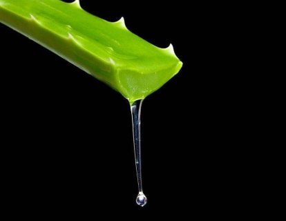 Kanser tedavisinde Aloe veranın (Sarısabır) yeri nedir?