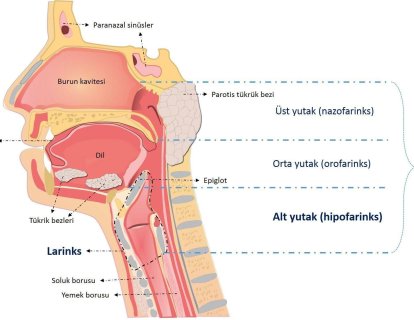 Kanser türlerine göre tanı ve tedavi bölümüne larenks ve hipofarenks kanserleri bölümü eklendi