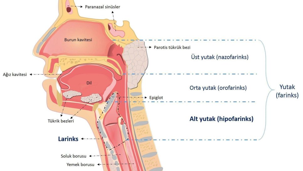 Kanser türlerine göre tanı ve tedavi bölümüne larenks ve hipofarenks kanserleri bölümü eklendi