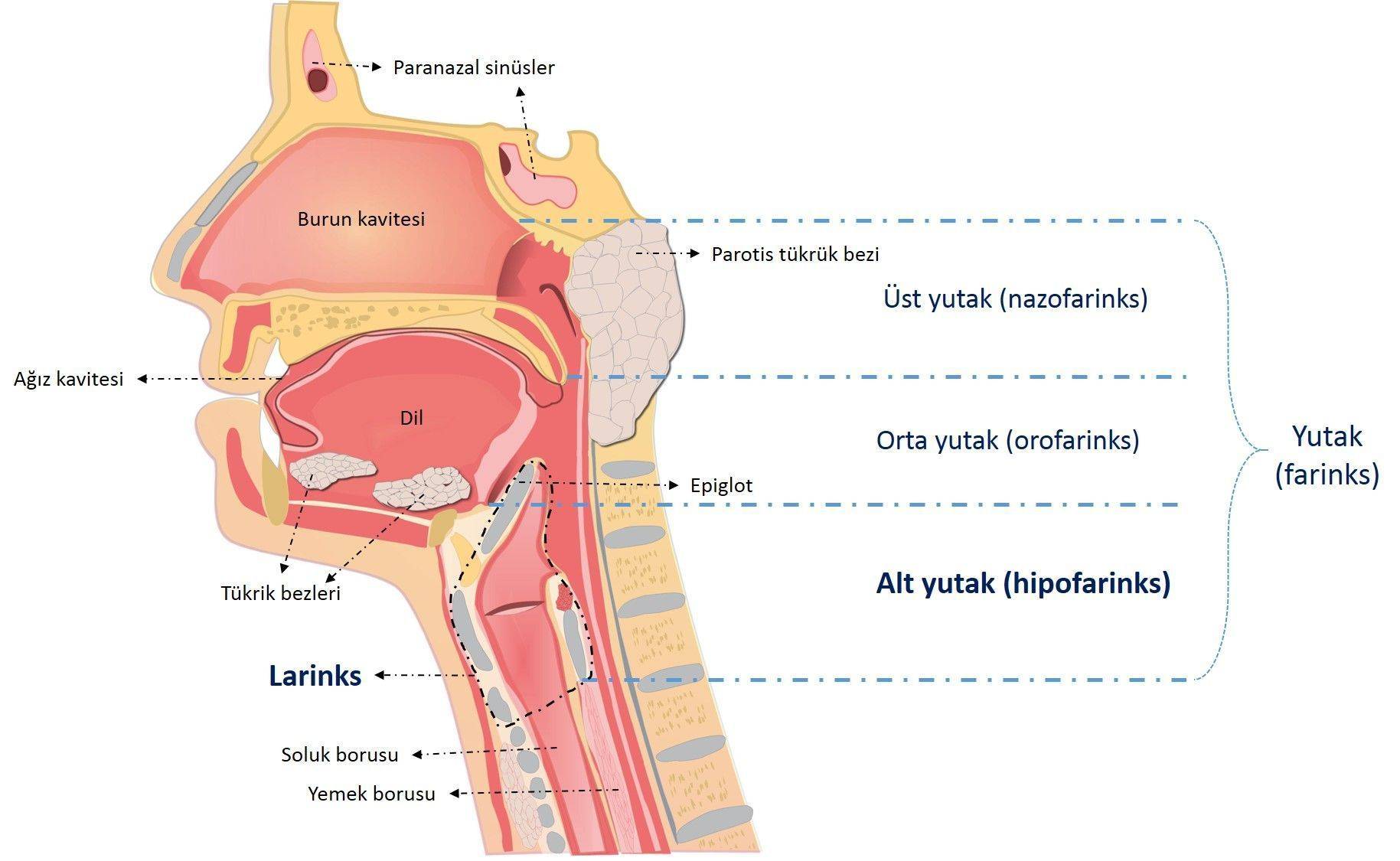 Kanser turlerine gore tani ve tedavi bolumune larenks ve hipofarenks kanserleri bolumu eklendi 6444