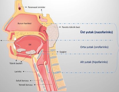 Kanser türlerine göre tanı ve tedavi bölümüne nazofarenks (üst yutak) kanseri bölümü eklendi