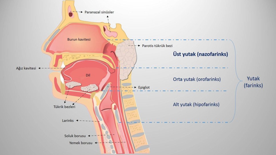 Kanser türlerine göre tanı ve tedavi bölümüne nazofarenks (üst yutak) kanseri bölümü eklendi