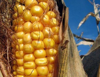 Karaciğer kanserinde aflatoksin etkisi