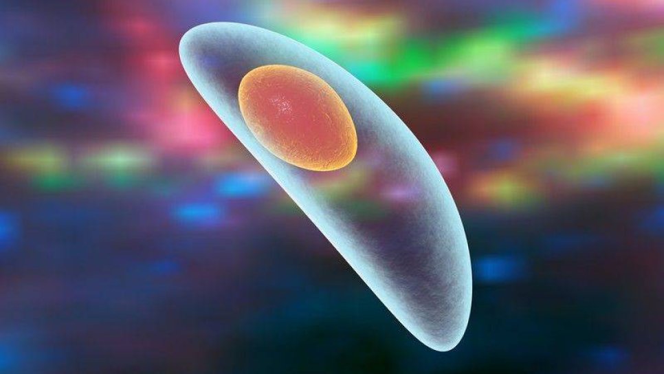 Toksoplazma gondii paraziti kanser ilişkili çok sayıda geni etkiliyor