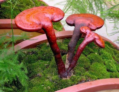 Kırmızı Reishi Mantarı Olarak Adlandırılan (Ölümsüzlük Mantarı) Kanser Tedavisinde Yeri Nedir?