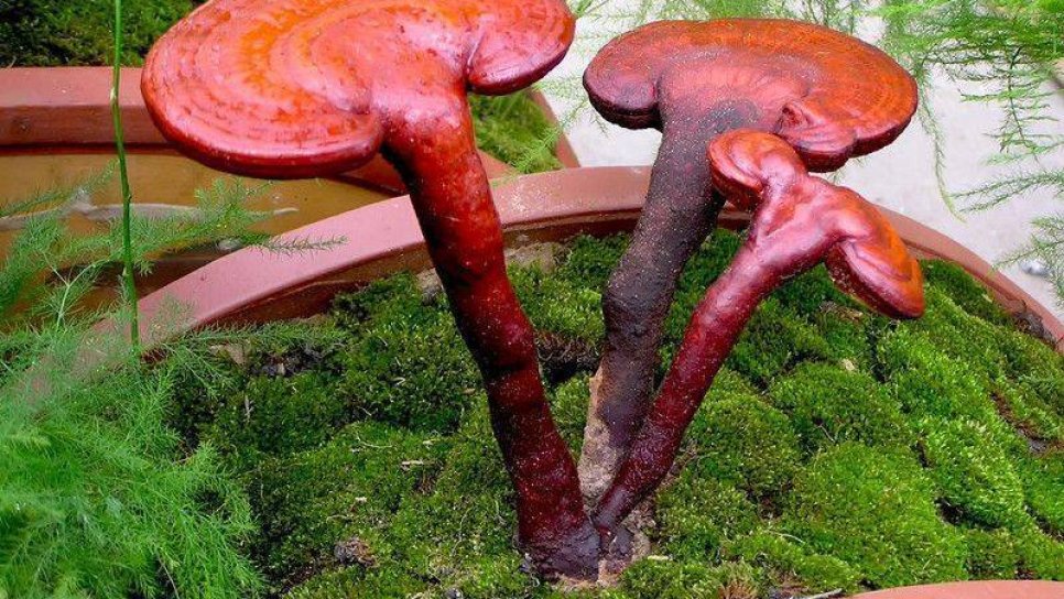 Kırmızı Reishi Mantarı Olarak Adlandırılan (Ölümsüzlük Mantarı) Kanser Tedavisinde Yeri Nedir?