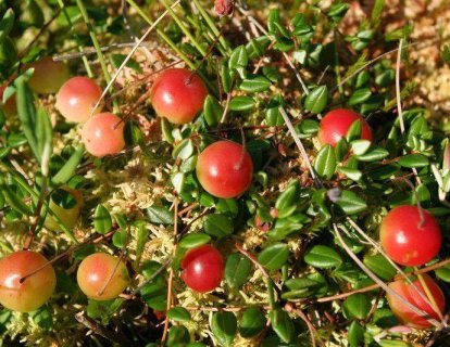 Kırmızı yaban mersini Cranberry kanser tedavisinde kullanılabilir mi?