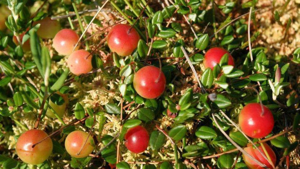 Kırmızı yaban mersini Cranberry kanser tedavisinde kullanılabilir mi?