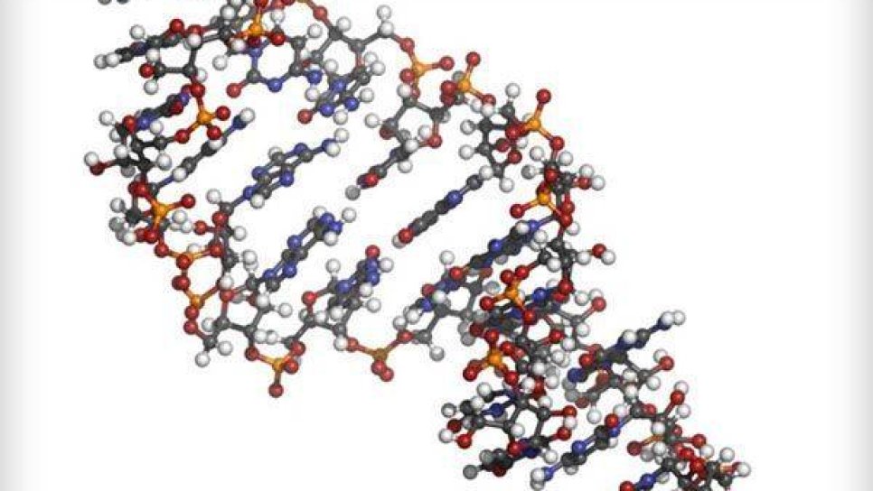 Kolorektal Kanserin Erken Tanısında Yeni Bir Yöntem; Kanda Mikro RNA-21 Düzeyi