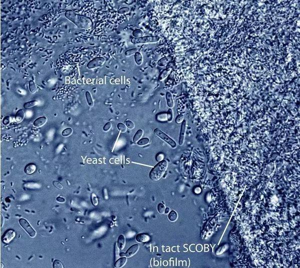Kombu cayi yari gecirgen zarinda Gluconacetobacter bakteri ve yeast mantar hucrelerinin optik mikro