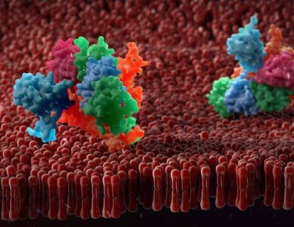 PD-L1 nedir? Testinin ve pozitifliğinin kanser immünoterapisinde önemi
