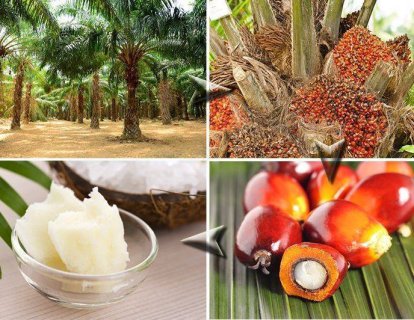 Palm yağı nedir? Kullanım alanları, sağlık açısından yararları ve riskleri nelerdir?